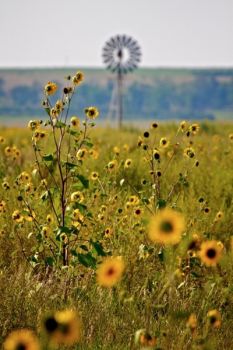 Wild sunflowers are especially thick this year in southern Bennett County. This scene was shot from the road leading to LaCreek’s trout ponds.