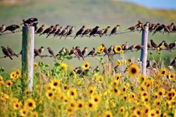 Both male and female red-wing and yellow headed black birds were flocking to feed on the sunflowers.