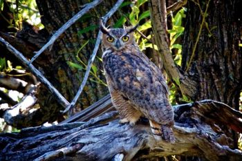 An owl spotted me just before I spotted him near the trout ponds and allowed me to take his portrait.