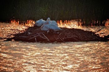 White pelicans settle in for the evening.