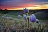Publisher Bernie Hunhoff selected Christian Begeman s shot of pasqueflowers on a hilly prairie. He says,  The plucky state flowers have survived 2,4-D, intensive grazing and the plow. Obviously they are not as delicate as they appear. 