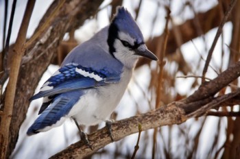 A bush or tree near a bird feeder will allow the birds a place to rest when they aren’t feeding.