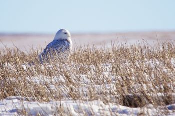 Snowy owl at rest in the Fort Pierre National Grasslands.