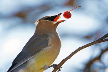 Cedar waxwing throwing a berry he picked down the hatch.