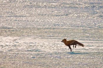 The wily fox on Silver Lake.