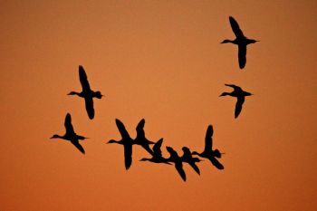 Incoming waterfowl against a predawn sky.