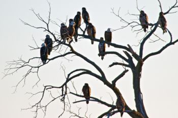 Bald Eagles watching over Silver Lake.