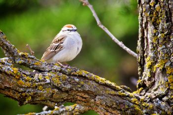 Migrating sparrows are the first songbirds to arrive in spring. This Chipping Sparrow was proudly singing at Good Earth State Park.