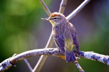 Many songbirds feed on flying insects, which makes them friends of mine. This is a Palm Warbler at the Dells of the Big Sioux near Dell Rapids.
