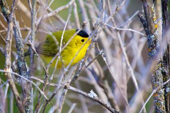 Wilson’s Warbler at the Dells.