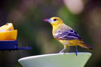 This female Baltimore Oriole was dining on the grape jelly at the Good Earth feeder.
