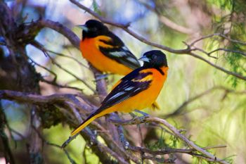 A couple of male Baltimore Orioles at Good Earth.