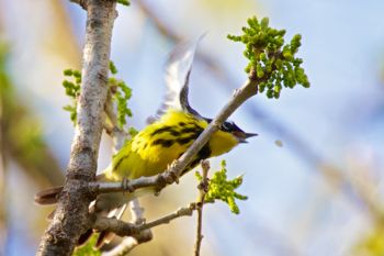 Right as I pressed the shutter to snap this photo, this Magnolia Warbler made his move to catch a flying snack.