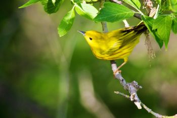 A Yellow Warbler at Newton Hills State Park south of Canton.