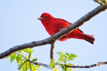 I was hoping for a Scarlet Tanager at Newton Hills, but got a rare view of a Summer Tanager instead.