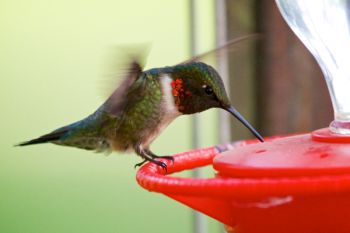 A male Ruby-throated hummingbird at the feeders of Good Earth.