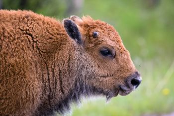 A bison calf hanging out alongside Custer State Park’s Wildlife Loop.