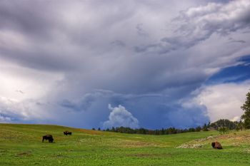 Another storm brewing over a few bull bison at Custer State Park.