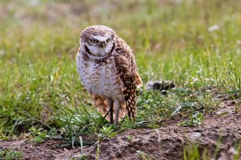 A burrowing owl looking like I feel early in the morning.