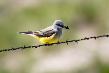 Western kingbird with a beetle it caught for lunch.