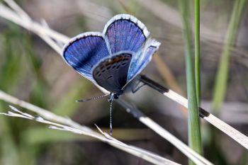 A common blue butterfly at Buffalo Gap National Grasslands.