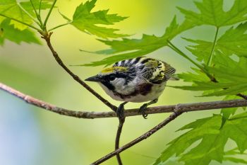 A chestnut-sided warbler at Elmwood Park in Sioux Falls.