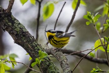 A magnolia warbler found at the Big Sioux Recreation Area near Brandon.