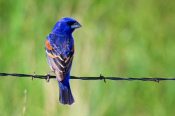 Blue Grosbeak on a barbed wire fence along the Bad River Road southwest of Fort Pierre.