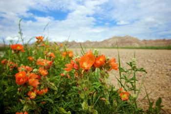 Blooming globe mallow along a Badlands National Park side road.