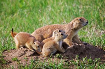 Prairie dog family on alert.