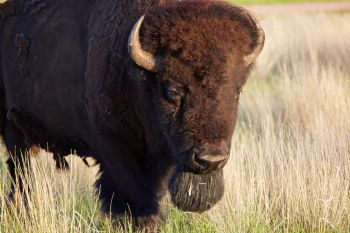 Bull bison walking along Highland Ridge Road.