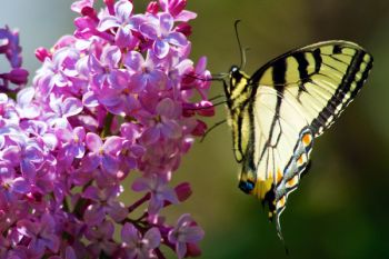 Flowers will attract insects and if you are lucky, colorful butterflies like this blooming lilac and Eastern Swallowtail found in Sherman Park in Sioux Falls.