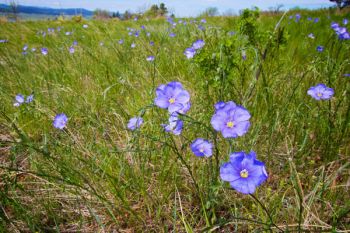 Wild Flax blooming on the flanks of Bear Butte.
