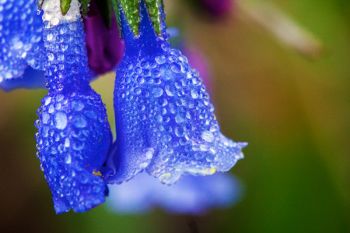 Early morning dew on blue bells found along the border of Custer State Park and Wind Cave National Park.