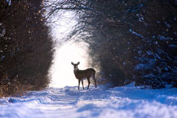 A white-tailed doe stops to look down a country road near Lake Hendricks in Brookings County.