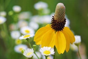 A natural bouquet of a prairie coneflower and daisy fleabane at Lake Vermillion Rec Area.