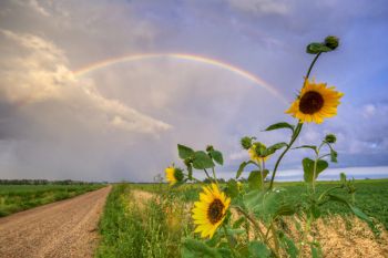 A rainbow and sunflowers not far from Twin Brooks.