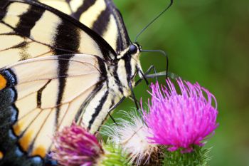 Close-up of an eastern swallowtail.