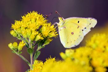 A common clouded yellow butterfly at Lake Herman State Park.