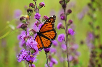A Monarch butterfly feeding on a patch of wildflowers in the ditch south of Astoria.