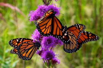 Three Monarchs at once in Deuel County.