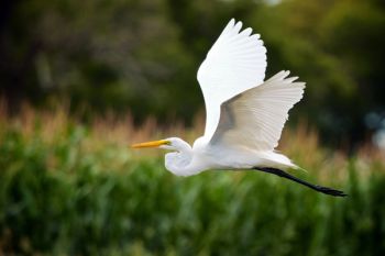 I startled this great egret in a roadside slough in Clark County.