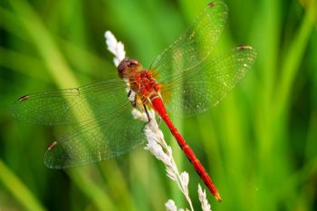 A red dragonfly resting in a patch of tall grass in Deuel County.