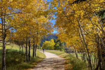 The Mickelson Trail near Englewood, bordered by aspens in their autumn splendor.