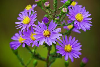 Prairie Aster in bloom, a harbinger of summer’s end.