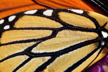 Macro photo of the Monarch’s wings.