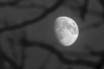 The rising moon through tree branches in Turner County.