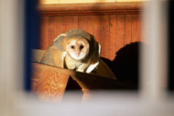 A barn owl in an abandoned building found in Fall River County.