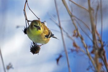 Goldfinch at Sioux Falls Outdoor Campus.