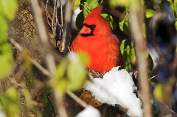 Northern Cardinal eating/drinking the melting snow in some bushes at Sioux Falls Outdoor Campus.